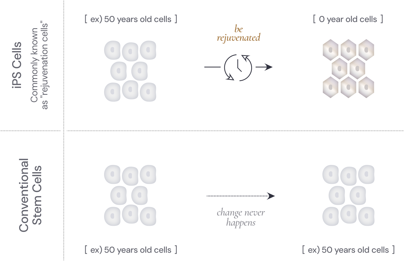 iPS cells are rejuvenated during the production process.