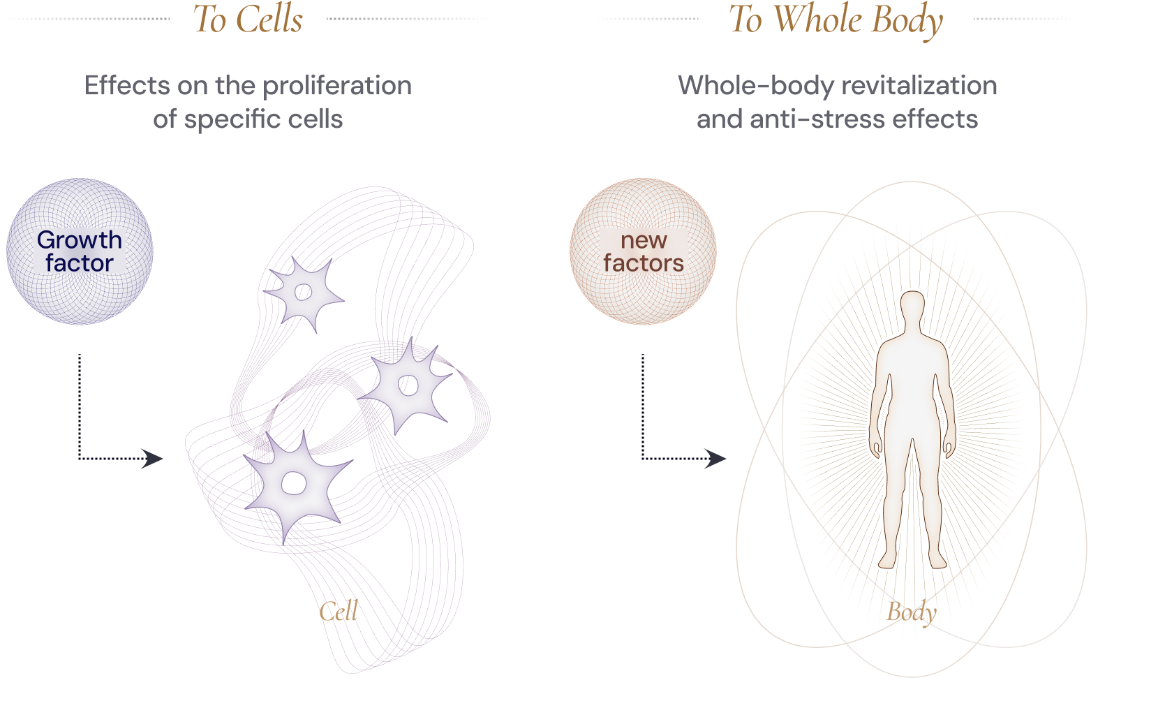 The new components have effects on whole-body revitalization and anti-stress benefits.