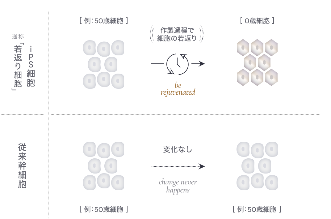 iPS細胞は作製過程で若返る。